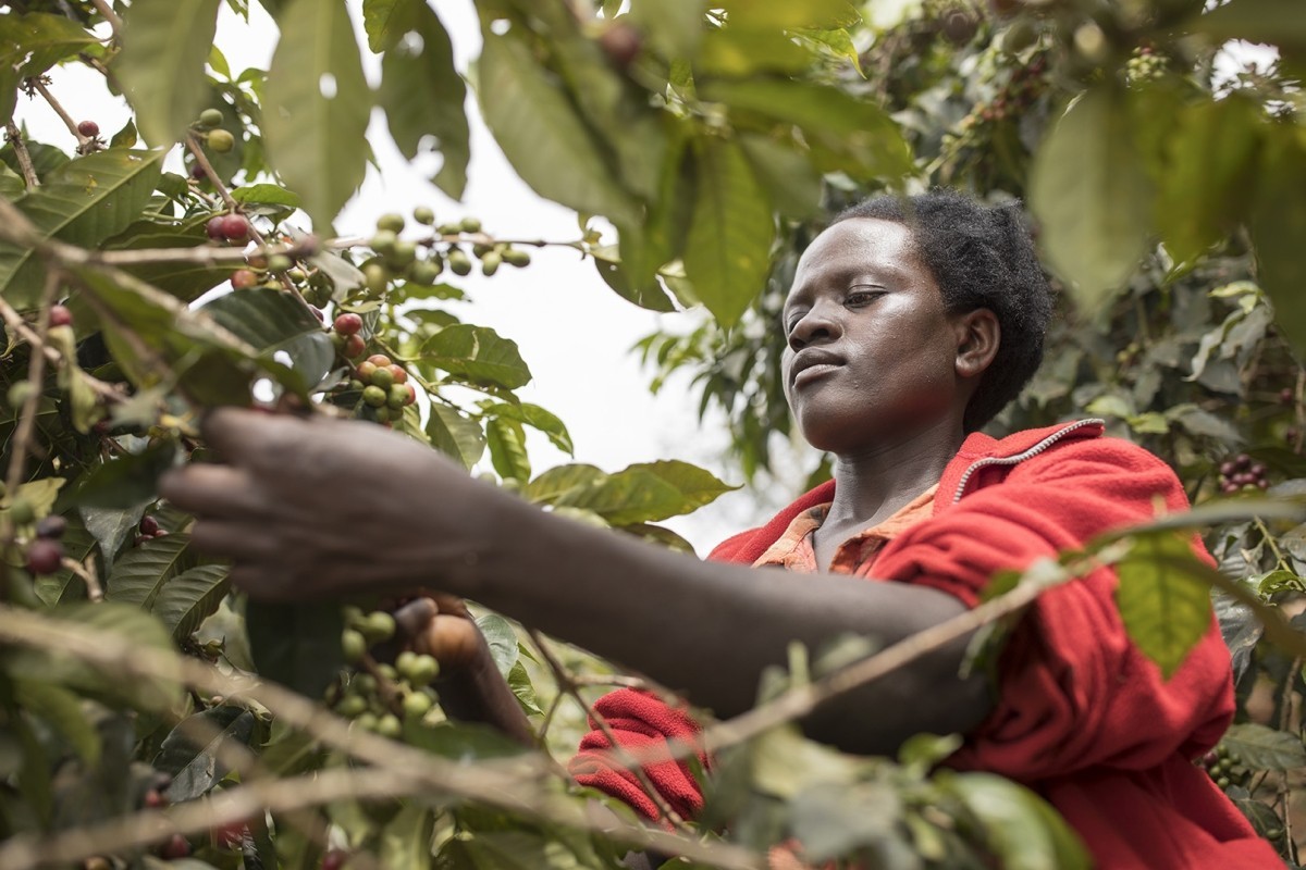 Woman coffee farmer picks coffee cherries